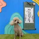 옥암유치원 | 옥암남악 애견미용추천 내강아지
