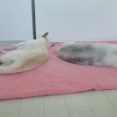 피개행개 이미지