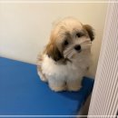 고양&화이트퍼피켄넬 | 강북꼬똥분양 퍼피에몽에서