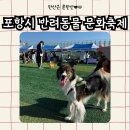보더콜리 탄산이랑 포항시 반려동물 문화축제 다녀온 후기