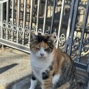 가로수먼트