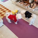 남창애견 이미지