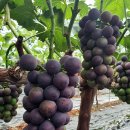 자옥농장 이미지