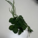 향기심리코칭 이미지