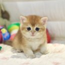 인천고양이분양 도레미캣 네이버블로그