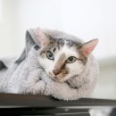 묘신사 그루밍 이미지