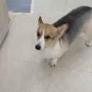 미래펫동물병원 | [경기/하남] 하남미사 반려동물 재활케어 리듬펫헬스케어 재방문 후기