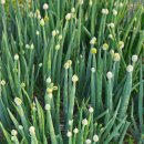 푸르른 농장 이미지