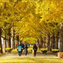 은행나무길 이미지