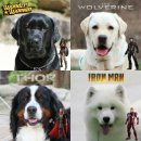 쇼독(Show dog) | [20170702]Iron can fly[사모예드][고양 KKF 도그쇼][마실 어벤져스]