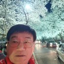 서천 흥무공원 가는 길 벚꽃 이미지