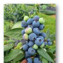 유레카목장 | 호주 마운틴블루 품종