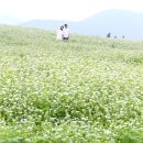 성읍리-28 이미지