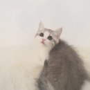 제이제이캣 이미지