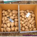 감자랑 옥수수(2009년 마지막 찰옥수수판매) 이미지