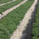 해송 1