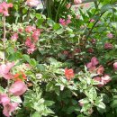 설천초등학교 이미지