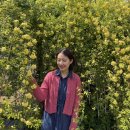 장미정원 | 김해 목향장미 정원 카페 <휘게커피> 실시간 후기