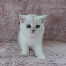 강남고양이분양 러브앤캣 이미지