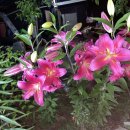 섬말농장 이미지