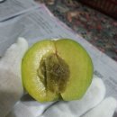 피클용청매 매실청용 황.홍매 이미지