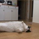 동물농장 이미지