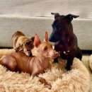 도그헤어 이미지