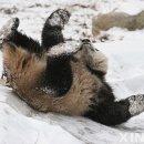 글로조이