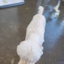 몽쉘포포 이미지