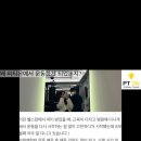 피티온 중동점 이미지