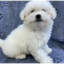 도그뷰티 이미지