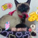 부천핫독 이미지