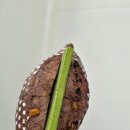 집에서 즐기는 브런치(4월 모집) | 34기 마스터 클래스 초코 바게트 와 코르겐지허 후기 및 35기 모집 안내합니다