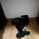 째깐이