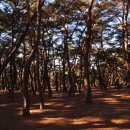 배동삼릉 이미지