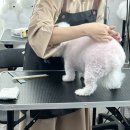 펫미용소모품
