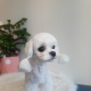 마미몽 펫샵 이미지