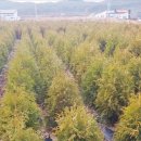 여주-1129 이미지