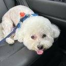 복실이네애견미용실 이미지