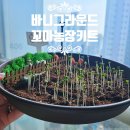 회시농장 | 바니그라운드 꼬마농장 「 새싹 키우기 」