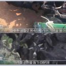 우수흑염소농장 이미지