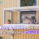 캣티오 네이버블로그