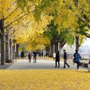 은행나무길 이미지