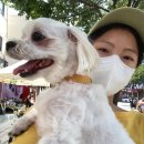 하울 애견 유치원 | [반려견일상] 강아지 유치원 <하울애견유치원> 후기 - 4회차 훈련 마무리