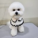 몽슈 펫그루밍샵 이미지