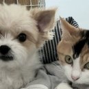 수제간식손수 이미지