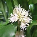 행운을 불러들이는 행운목 꽃말 수경재배 방법 병충해 이미지