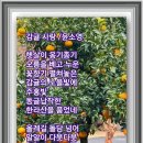 감귤 사랑/글꽃윤소영 이미지