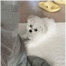 퍼피로그 강아지분양 창원점 | 창원강아지 선택, 퍼피로그 강아지분양 창원점 방문 후기:)