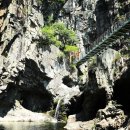 영일만검은돌장어 이미지